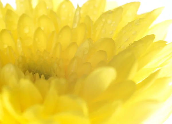 Närbild av krysantemum blomma, kort skärpedjup — Stockfoto