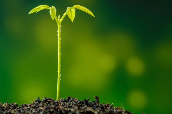 Folhas de broto de semeadura de plantas jovens na floresta — Fotografia de Stock