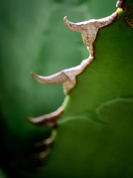 Ζουμερό φυτό κοντινό-up, φρέσκα φύλλα λεπτομέρεια της αγαύης τιτανότα — Φωτογραφία Αρχείου