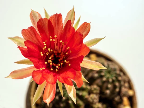 Red Color Delicate Petal Fluffy Pollen Echinopsis Cactus Flower White — Stock Photo, Image