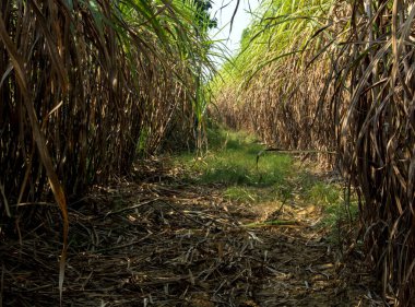 Kuru kamış yaprakları ve aşırı büyümüş baston, şeker kamışı çiftliğinin toprak yolu boyunca kafayı doldurdu.