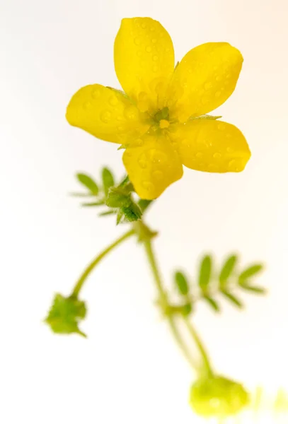 Κίτρινο Λουλούδι Του Μικρού Αγριόχορτου Απομονωμένο Λουλούδι Λευκό Φόντο — Φωτογραφία Αρχείου