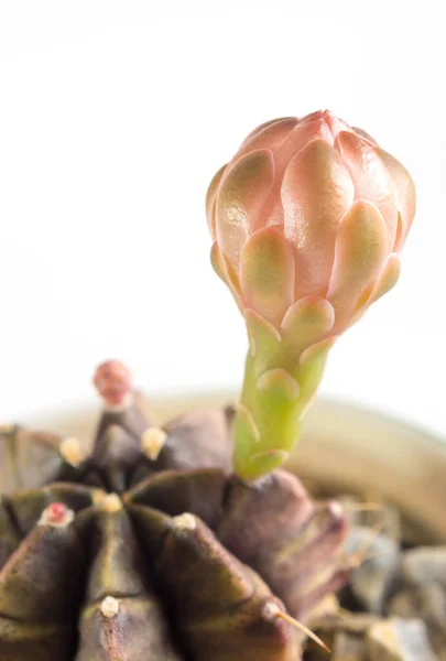 Die Blütenknospe Von Gymnocalycium Cactus Flower — Stockfoto