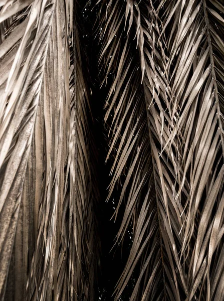 Hnědé Proužky Suchých Částí Palmových Listů Abstraktní Pozadí — Stock fotografie