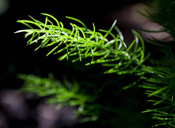 Frescura Hojas Finas Verdes Helecho Espárragos Sobre Fondo Natural —  Fotos de Stock