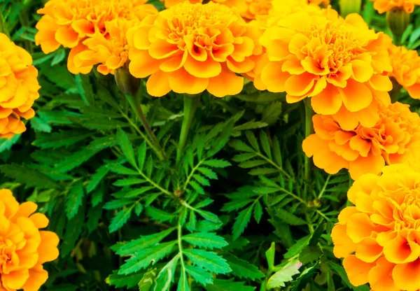 Het Goudsbloemen Veld Levendige Oranje Kleur Bloembed — Stockfoto
