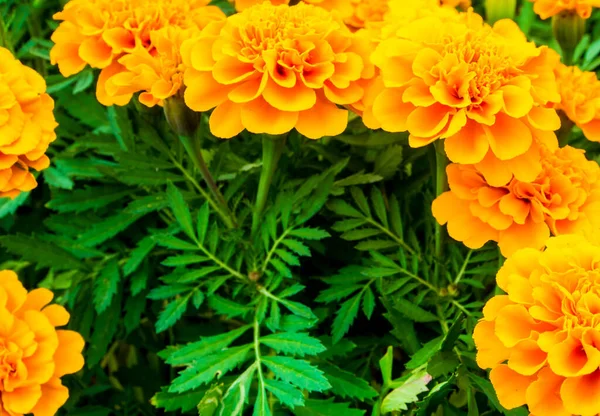 Campo Calêndulas Cor Laranja Vívida Canteiro Flores — Fotografia de Stock