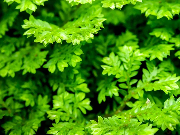 Frescura Folha Verde Selaginella Envolve Samambaia — Fotografia de Stock