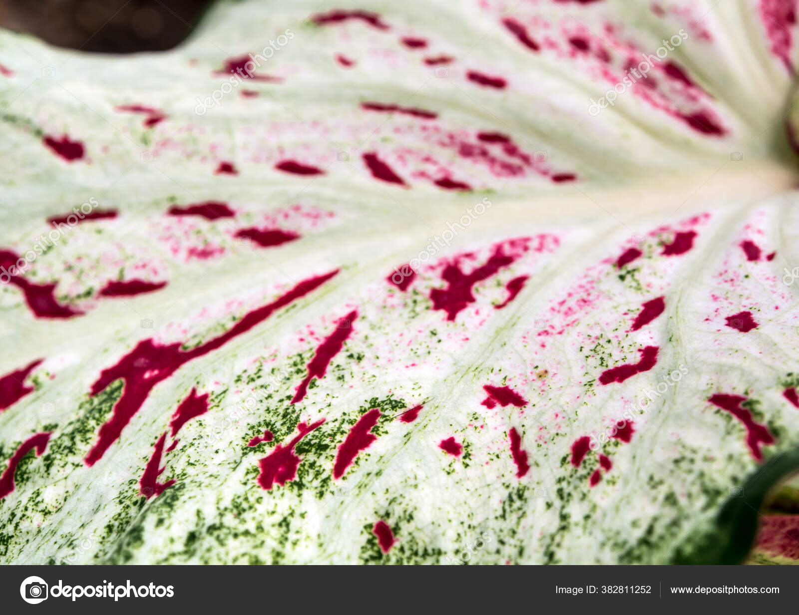 Bintik Merah Dan Hijau Pada Daun Putih Caladium Daun Stok Foto C Satakorn S 382811252