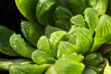 Haworthia Succulent bitkisi, Haworthia Cooperi 'nin taze yaprakları