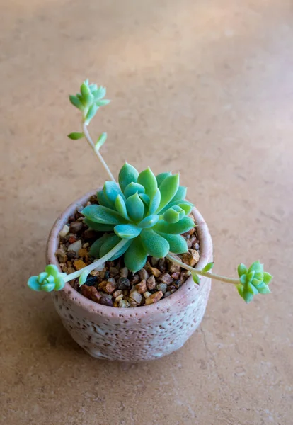 Suckulent Växt Närbild Friskhet Blad Graptopetalum Macdougallii Keramik Potten — Stockfoto