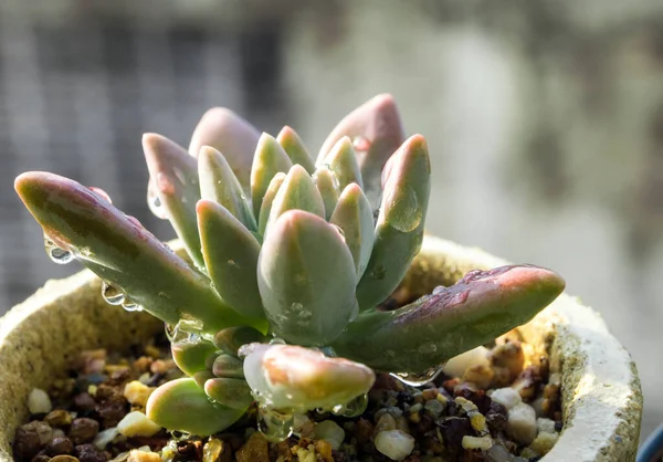 Succulent Növény Közelkép Egy Esőcsepp Frissesség Levelek Részleteit Graptosedum Darley — Stock Fotó