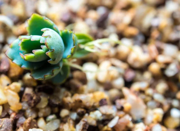 Bäumchen Der Kalanchoe Wachsen Auf Dem Kiesboden — Stockfoto