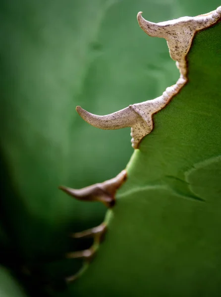 アガベチタノタのとげで葉表面に多肉植物の新鮮さの食感を緩和する Gentry — ストック写真