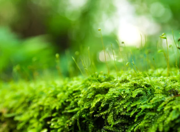 Primer Plano Cápsula Sporophyte Musgo Gotas Agua Que Crecen Cubiertas — Foto de Stock