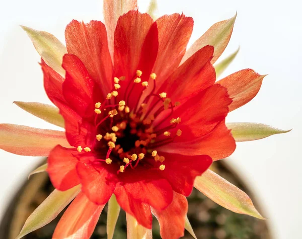 Pétalo Delicado Color Rojo Con Polen Esponjoso Flor Cactus Echinopsis —  Fotos de Stock