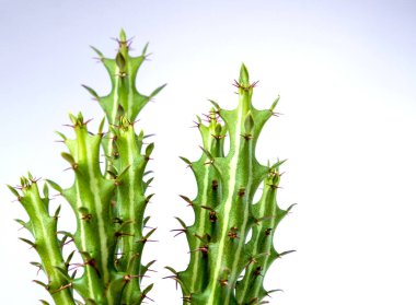 Beyaz arka planda leziz Euphorbia knuthii kaktüsü, oda dekorasyonu için ev bitkisi.
