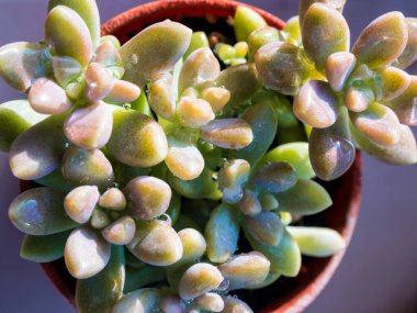 Sulu bitki yakın plan, tazelik üzerine yağmur damlası sedum dasyphyllum detayı