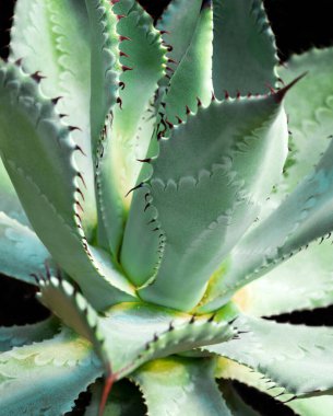 Agave sulu bitki, Agave yaprağı dikenli taze yapraklar üzerine beyaz balmumu kapatın