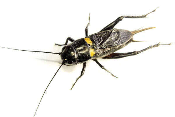 Common Black Cricket Isolated Insect White Background — Stock Photo, Image