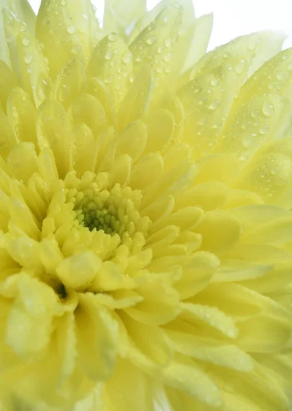 Жовта Квітка Хризантеми Білому Тлі Напівпрозорі Пелюстки Світло Ззаду Мала — стокове фото