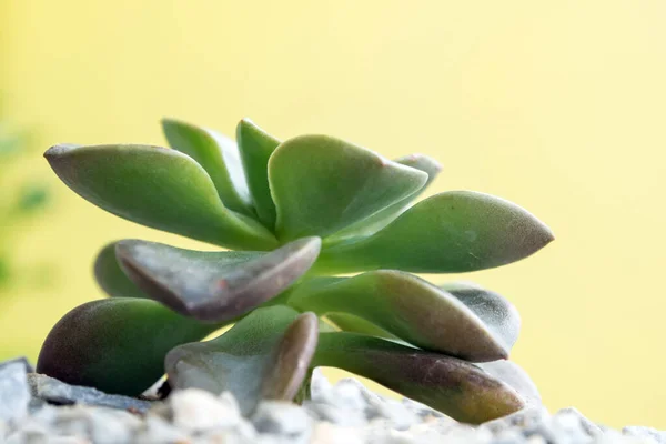 Sukkulente Pflanze Aus Nächster Nähe Frische Blätter Von Echeveria Melaco — Stockfoto