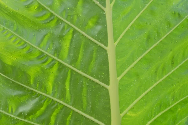 Büyük Caladium Dev Taro Nun Taze Yaprağı — Stok fotoğraf