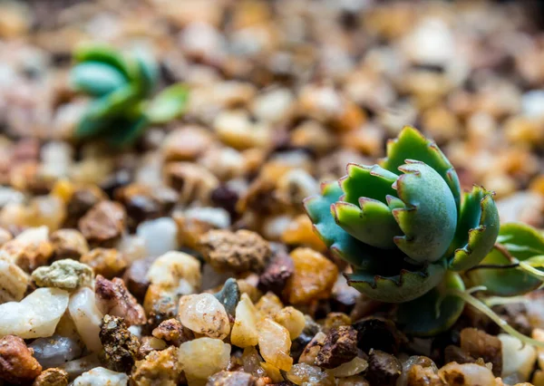 Bäumchen Der Kalanchoe Wachsen Auf Dem Kiesboden — Stockfoto