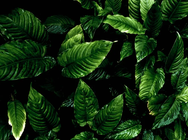 Vista Superior Del Marco Completo Frescura Hojas Tropicales Textura Superficie —  Fotos de Stock
