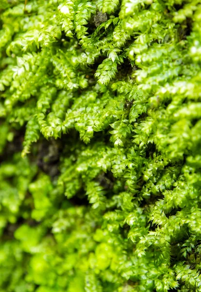 在热带雨林生长的新鲜绿色苔藓的特写 — 图库照片