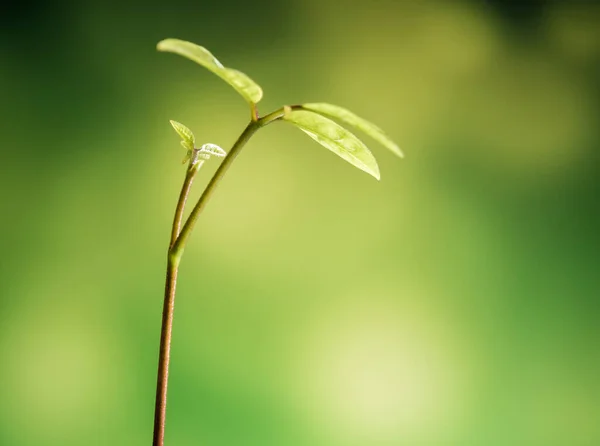 Frescura Nova Vida Folhas Planta Jovem Planta Cultivada Sementes Natureza — Fotografia de Stock