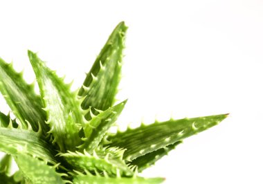 Aloe sulu bitki yakın plan, kaplan dişli Aloe dikenli taze yapraklar