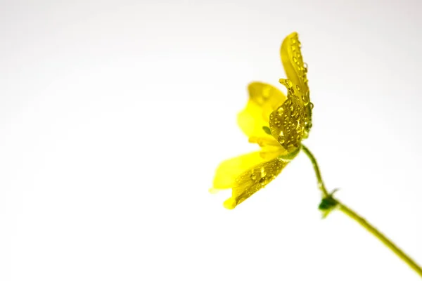 小さな雑草の黄色い花 白い背景に孤立した花 — ストック写真