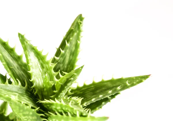 Aloe sulu bitki yakın plan, kaplan dişli Aloe dikenli taze yapraklar