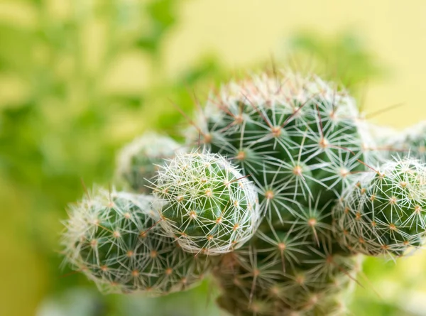 Kaktus Saftig Växt Närbild Mammillaria Gracilis Oruga Blanca — Stockfoto