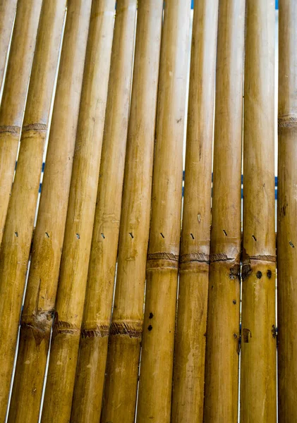 Texture Surface Croissant Bambou Ensemble Pièces Pour Décorer Mur — Photo