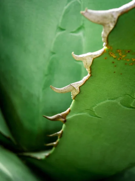 Agave Suculenta Textura Frescura Planta Superfície Das Folhas Com Espinho — Fotografia de Stock