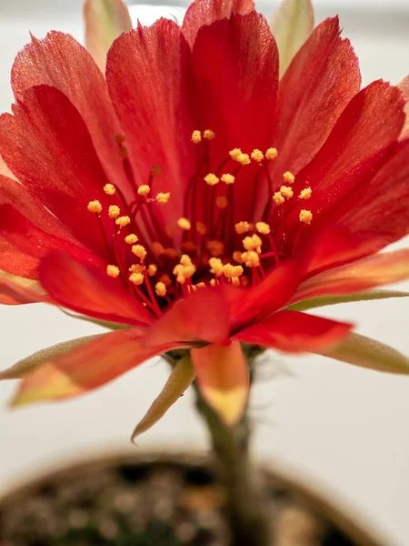Czerwony Kolor Delikatny Płatek Puszystym Owłosione Echinopsis Kaktus Kwiat Białym — Zdjęcie stockowe