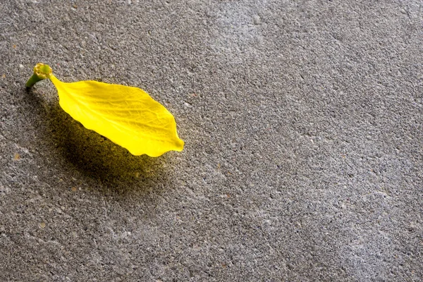 Yellow Petal Golden Shower Ratchaphruek Flower Concrete Floor — Stock Photo, Image