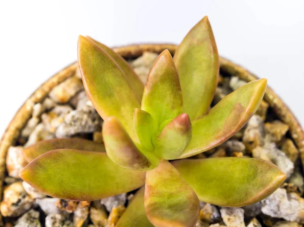 Stonecrop Sedum 선셋의 세라믹 냄비에서 — 스톡 사진