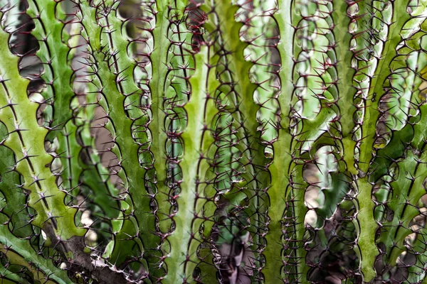 Espinas Afiladas Largas Duras Alrededor Del Tallo Euphorbia Greenwayi — Foto de Stock