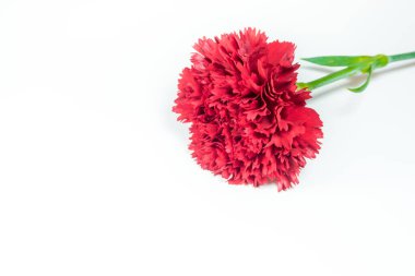 Gerçekçi kırmızı karanfil (Dianthus caryophyllus) beyaz arka planda izole edilmiş çiçek açar