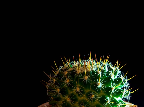 Cactus Especie Mammillaria Aislado Sobre Fondo Negro —  Fotos de Stock