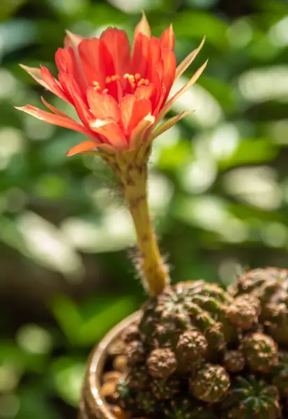 Red Color Delicate Petal Fluffy Hairy Echinopsis Cactus Flower White — Stock Photo, Image