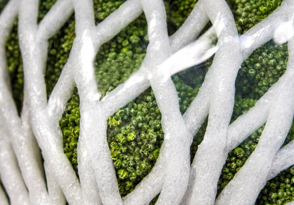 Fresco Protegido Para Verdura Del Brócoli Por Envoltura Plástica Película — Foto de Stock