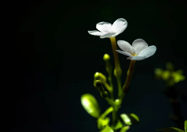 White Flowers Small Fragile Blossom Flower Gerdenia Crape Jasmine — Stock Photo, Image