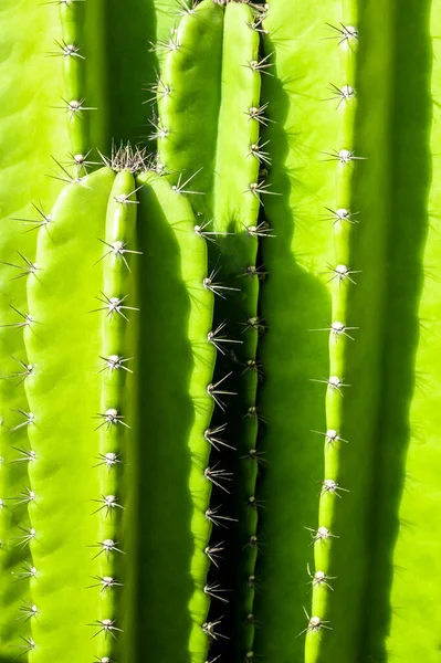 緑の背景によってふっくらした茎とスパイシーな棘のセレウス ペルービアヌスサボテン — ストック写真