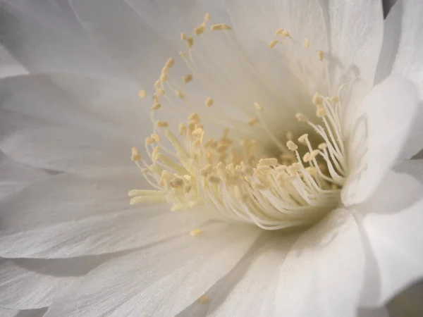 银莲花的特写白色精致花瓣 — 图库照片