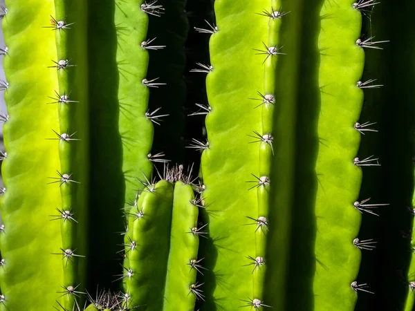 Groene Achtergrond Door Mollige Stengels Stekels Van Cereus Peruvianus Cactus — Stockfoto