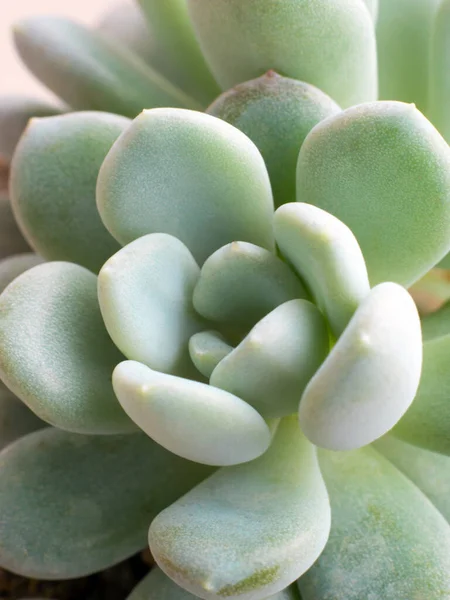 Sappige Plantensteenpuree Sedum Verse Bladeren Van Sedum Clavatum Groeien Grindbodem — Stockfoto